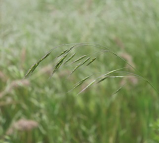 Ventenata