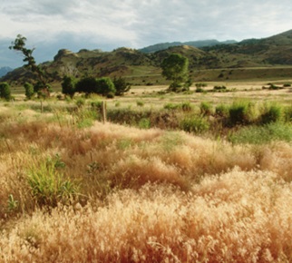 cheatgrass