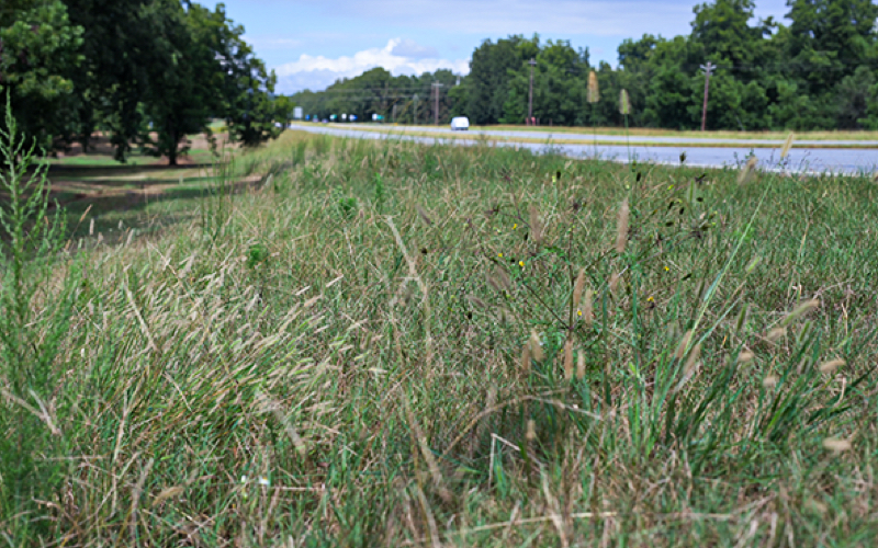 roadside root out herbicide resistance