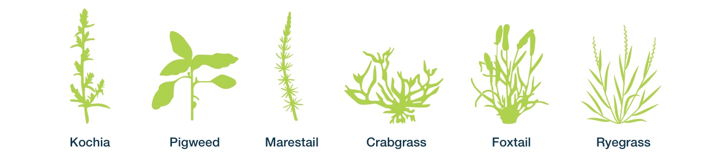 herbicide resistance