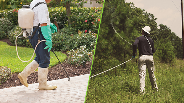 herbicide resistance