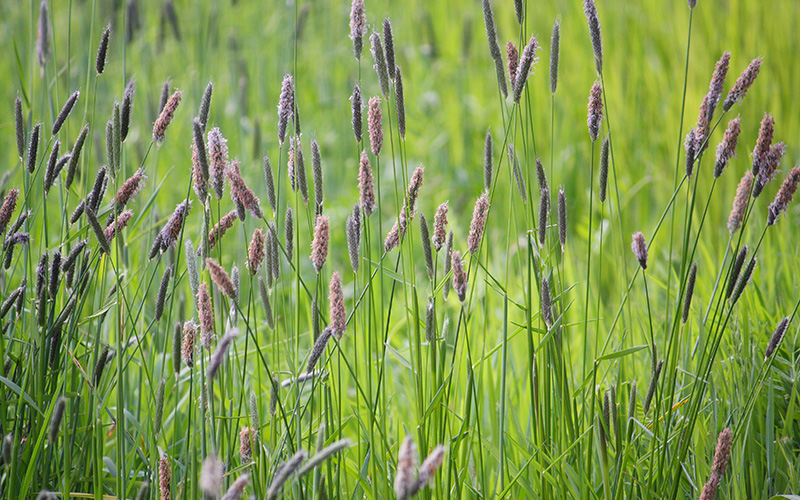 spring weeds