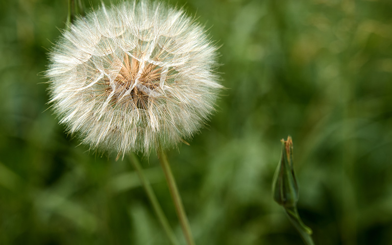 spring weeds