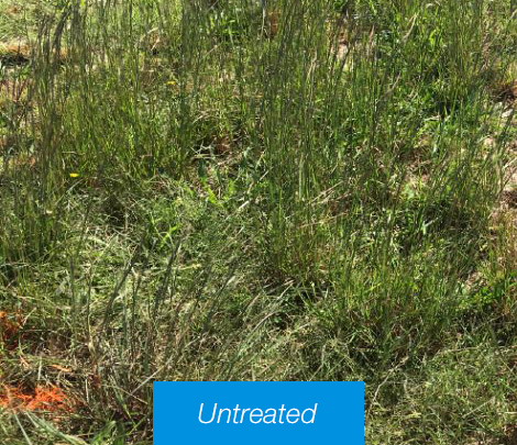 Untreated vegetation 