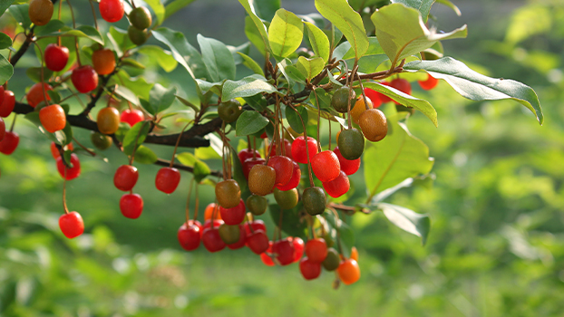 autumn olive