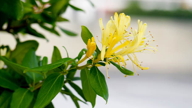 bush honeysuckle
