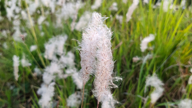 congongrass