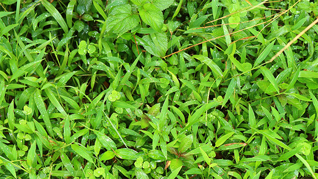 japanese stiltgrass