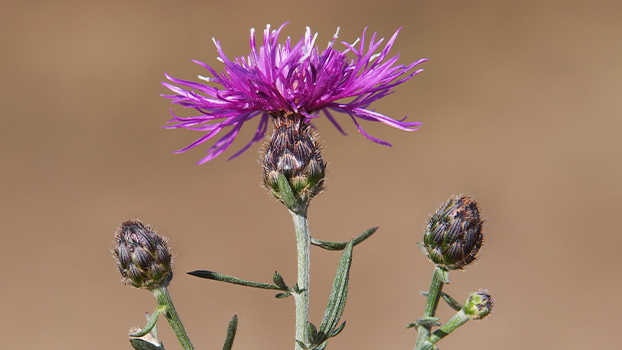 spotted knapweed