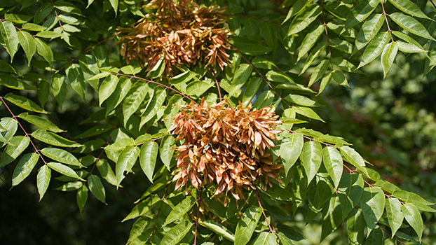 tree of heaven