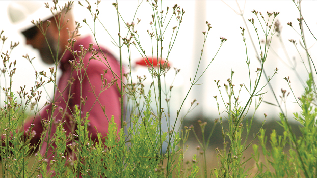 Healthy forest pollinators