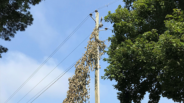 Article Maintaining Healthy Forest woody vines