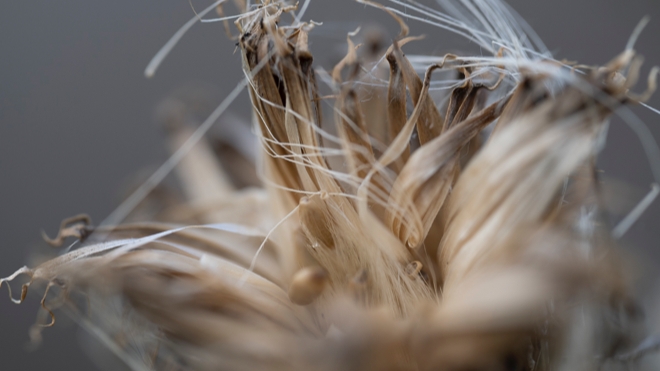 dry vegetation