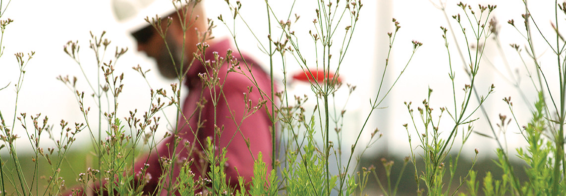 applicator vegetation management