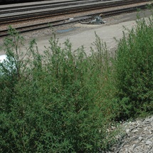 kochia