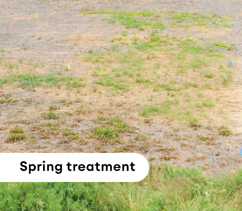 spring treatment