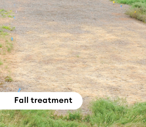 fall treatment