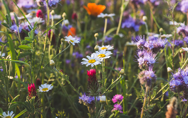 flowers