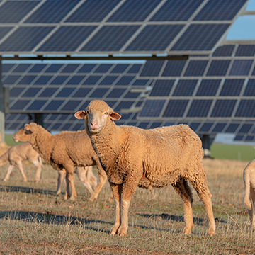 solar farm sheep