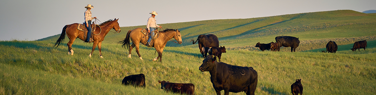 two ranchers riding horses in green cow pasture