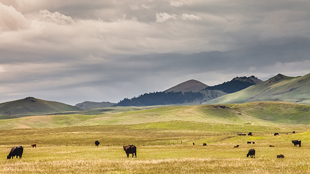return on livestock