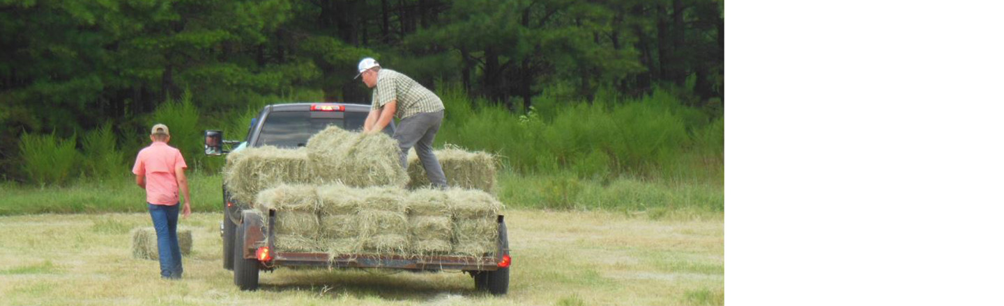 Hay bales