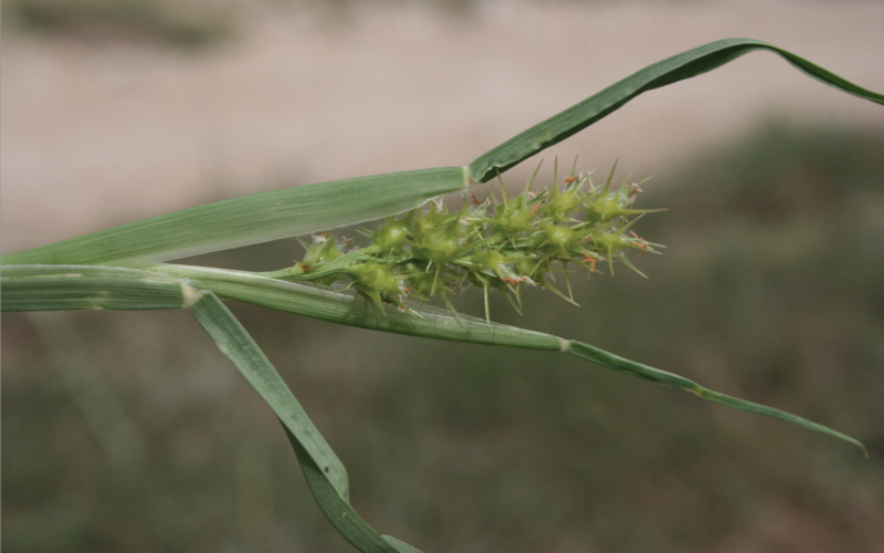 Sandbur Solutions Envu Environmental Science US