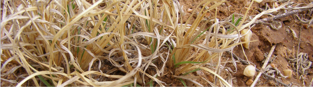 Sandbur Control Herbicide – Best Sand Burr Weed Killer – OAPHT