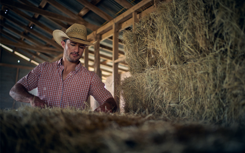 man loading haybales 