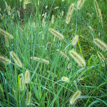 foxtail