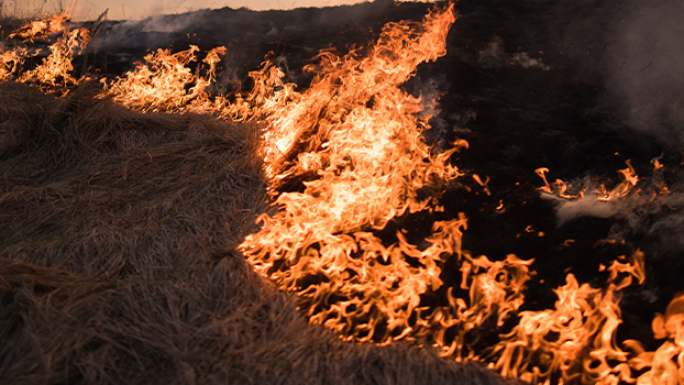 prescribed burns