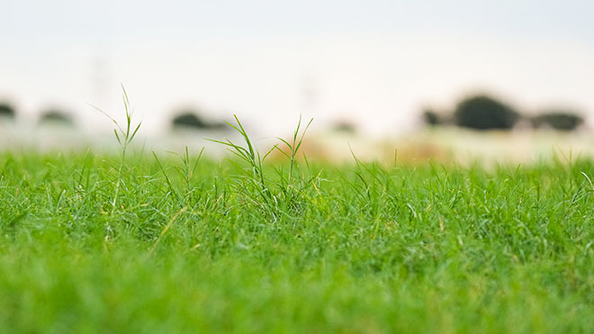 in season weed control