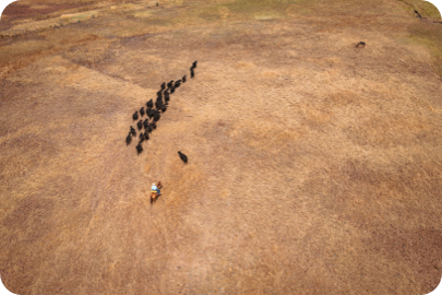 aerial cattle ranch