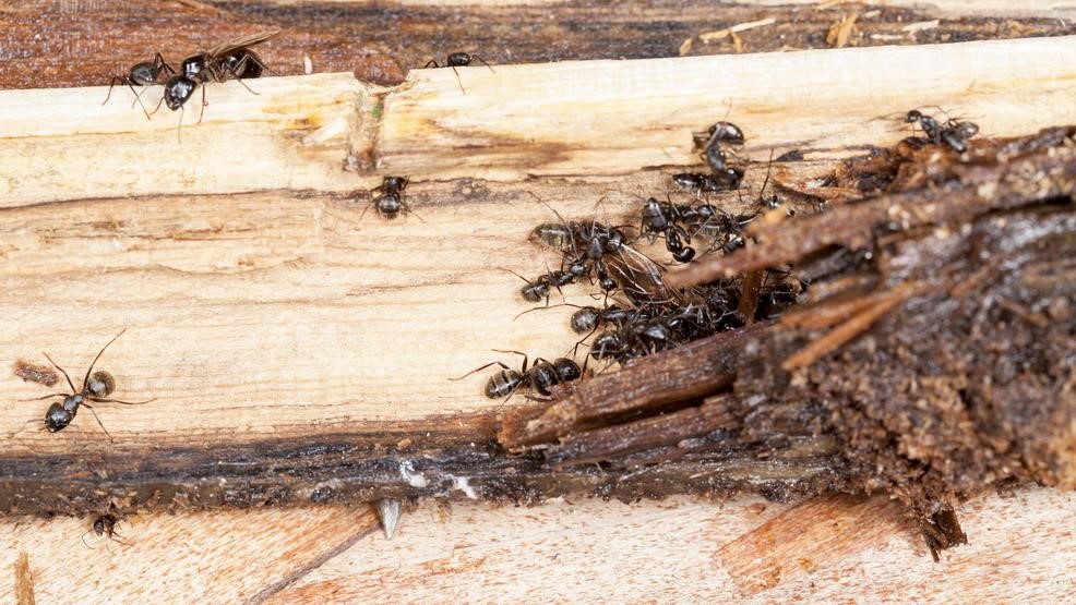 Kiến có thể gây ra nhiều thiệt hại cho đồ đạc gia đình