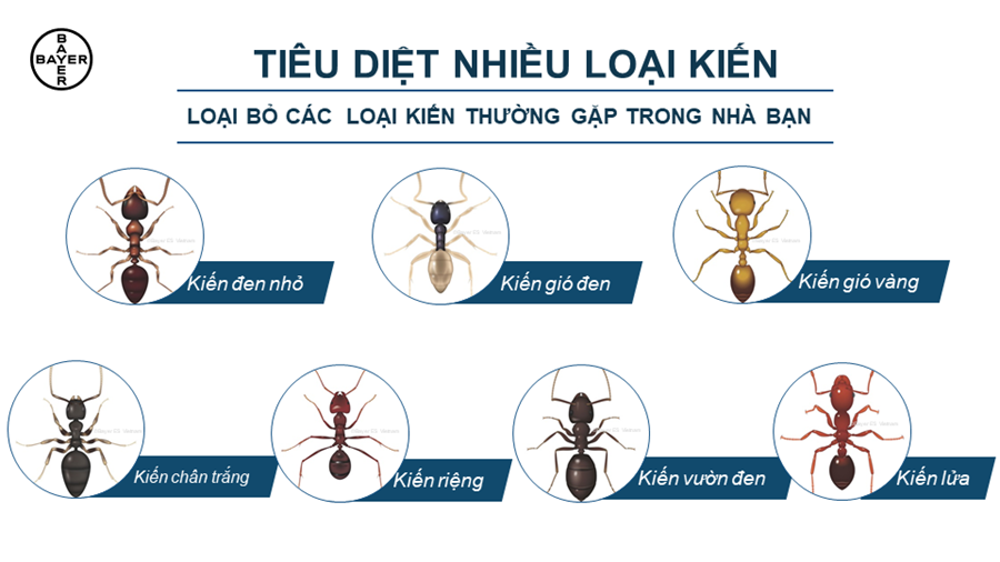 gel-diet-kien-hieu-qua