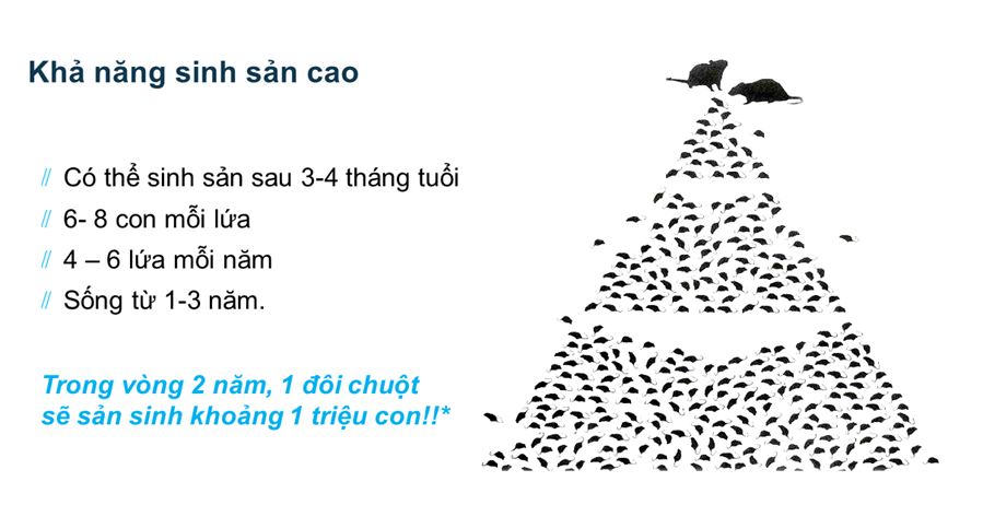 chuot co kha nang sinh san cao