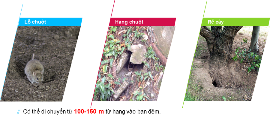Noi cu tru va hoat dong cua chuot