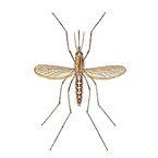 Mosquitoes - Aedes Caspius
